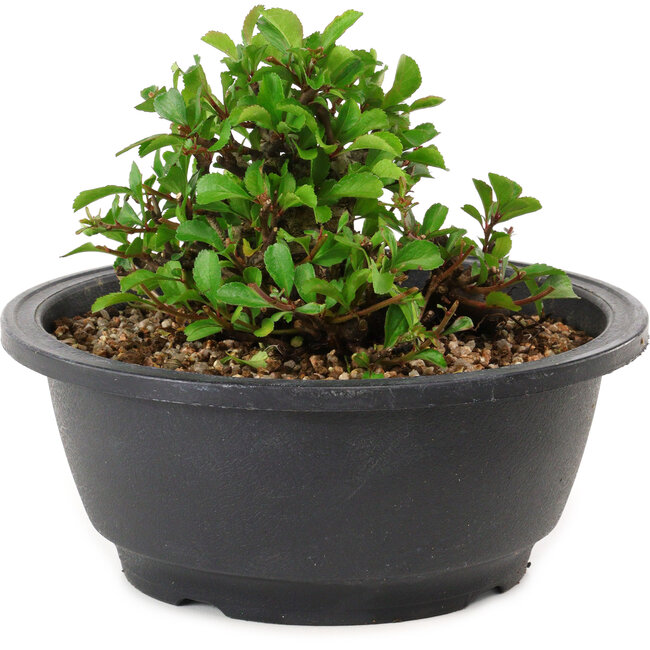 Chaenomeles speciosa, 10 cm, ± 25 years old