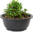 Chaenomeles speciosa, 10 cm, ± 25 years old