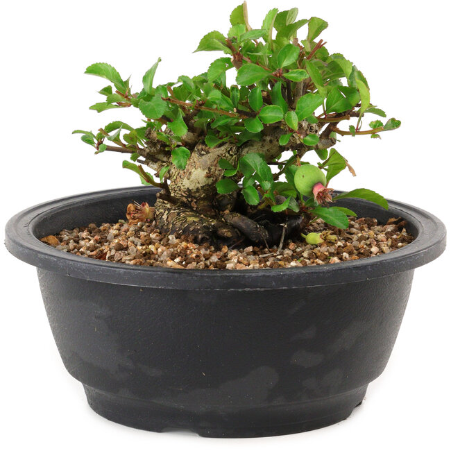 Chaenomeles speciosa, 10 cm, ± 25 years old