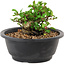 Chaenomeles speciosa, 10 cm, ± 25 years old