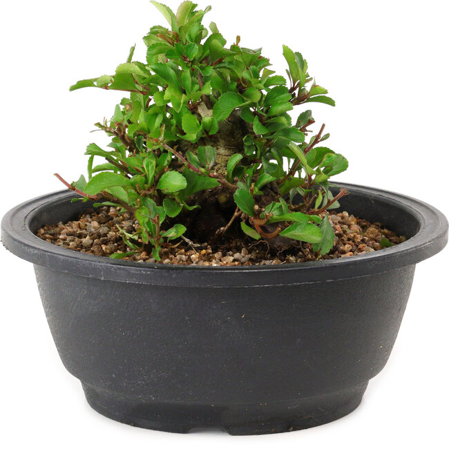 Chaenomeles speciosa, 10 cm, ± 25 years old
