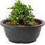 Chaenomeles speciosa, 10 cm, ± 25 years old