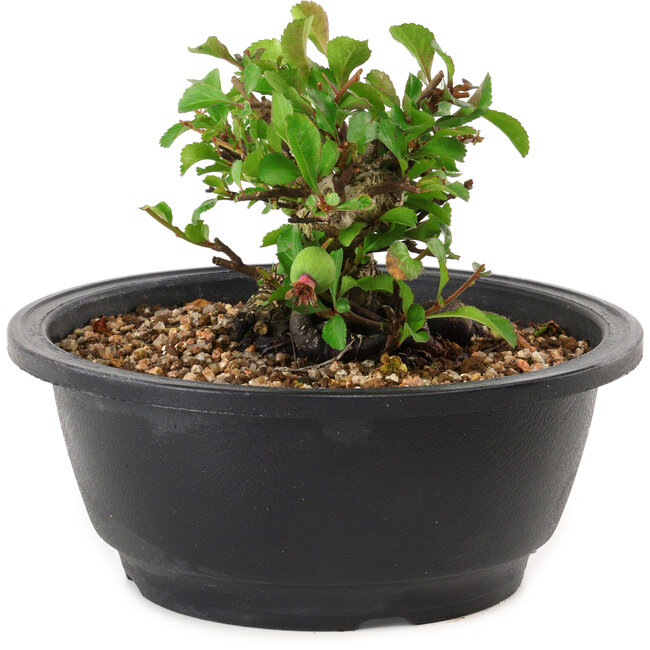 Chaenomeles speciosa, 10 cm, ± 25 years old