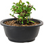Chaenomeles speciosa, 10 cm, ± 25 years old