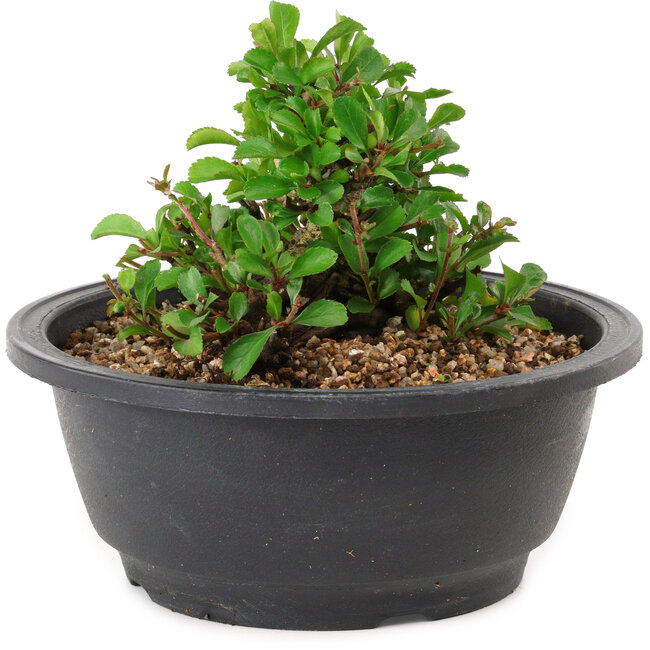 Chaenomeles speciosa, 10 cm, ± 25 years old