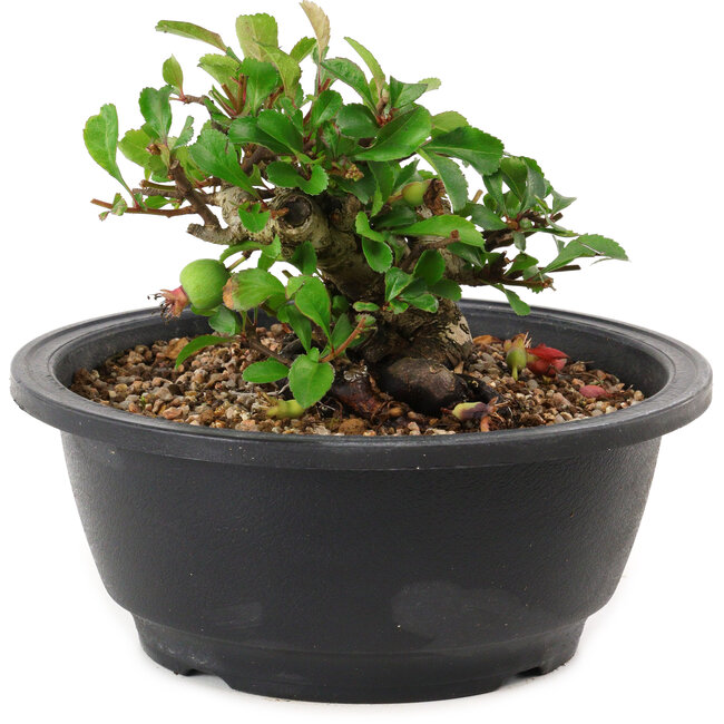 Chaenomeles speciosa, 10 cm, ± 25 years old