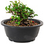 Chaenomeles speciosa, 10 cm, ± 25 years old