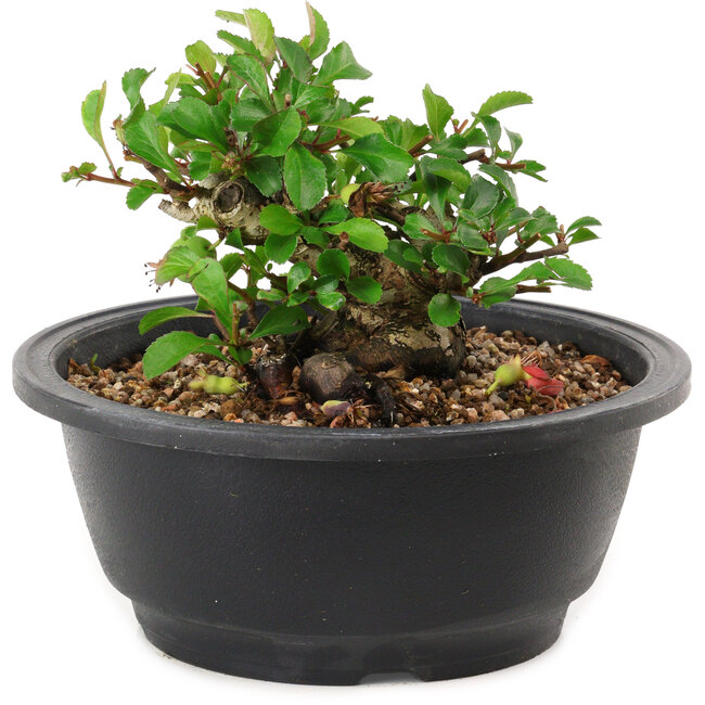 Chaenomeles speciosa, 10 cm, ± 25 years old