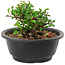 Chaenomeles speciosa, 10 cm, ± 25 years old
