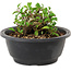 Chaenomeles speciosa, 10 cm, ± 25 years old