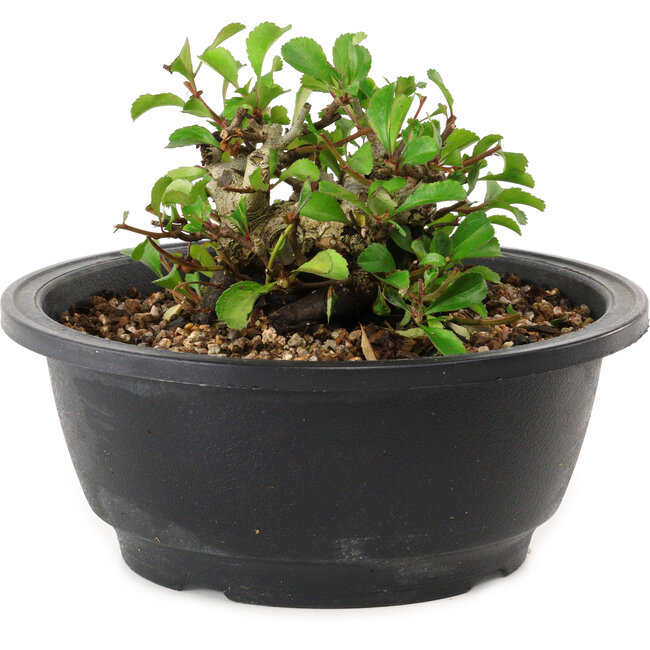 Chaenomeles speciosa, 10 cm, ± 25 years old