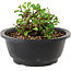 Chaenomeles speciosa, 10 cm, ± 25 years old