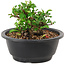 Chaenomeles speciosa, 10 cm, ± 25 years old