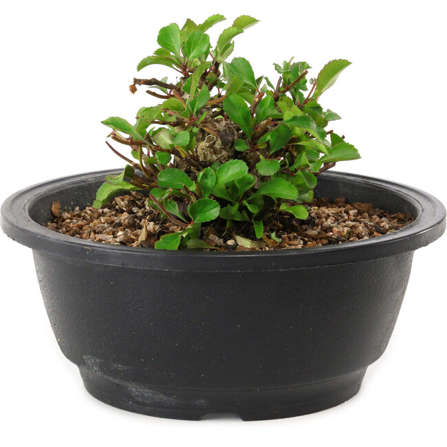 Chaenomeles speciosa, 10 cm, ± 25 years old
