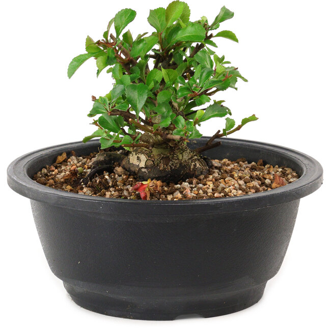 Chaenomeles speciosa, 10 cm, ± 25 years old