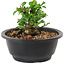 Chaenomeles speciosa, 10 cm, ± 25 years old