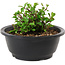 Chaenomeles speciosa, 10 cm, ± 25 years old