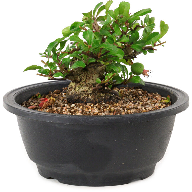 Chaenomeles speciosa, 10 cm, ± 25 years old