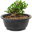 Chaenomeles speciosa, 10 cm, ± 25 years old