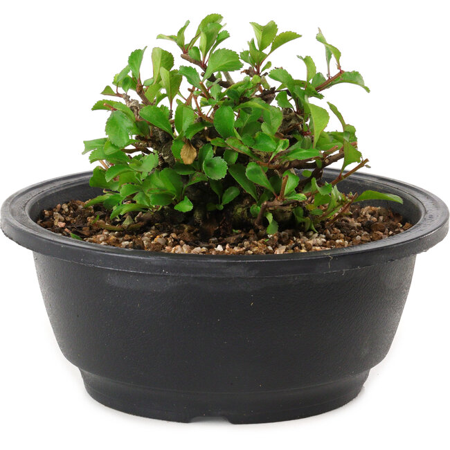 Chaenomeles speciosa, 10 cm, ± 25 years old