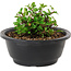Chaenomeles speciosa, 10 cm, ± 25 years old
