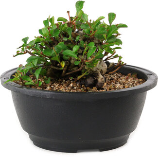 Chaenomeles speciosa, 10 cm, ± 25 years old