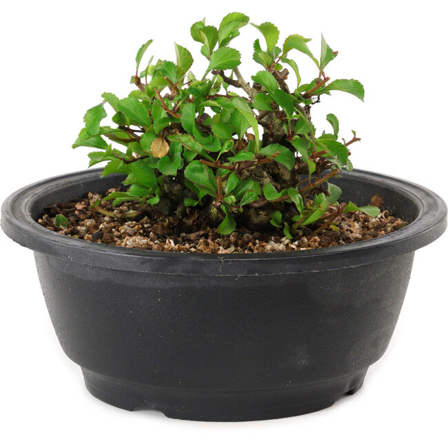 Chaenomeles speciosa, 10 cm, ± 25 years old