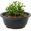 Chaenomeles speciosa, 10 cm, ± 25 years old