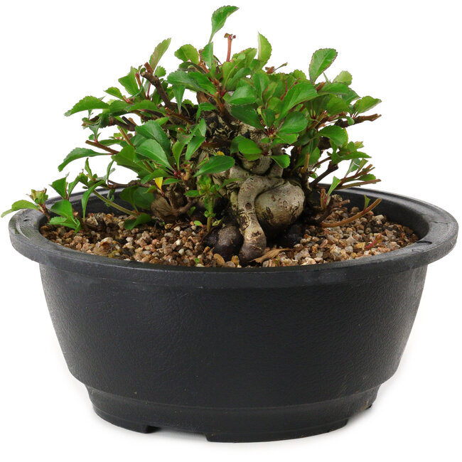 Chaenomeles speciosa, 10 cm, ± 25 years old