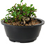 Chaenomeles speciosa, 10 cm, ± 25 years old