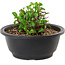 Chaenomeles speciosa, 10 cm, ± 25 years old