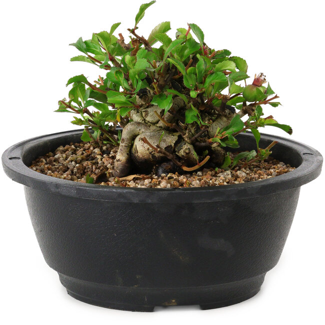 Chaenomeles speciosa, 10 cm, ± 25 years old