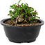 Chaenomeles speciosa, 10 cm, ± 25 years old