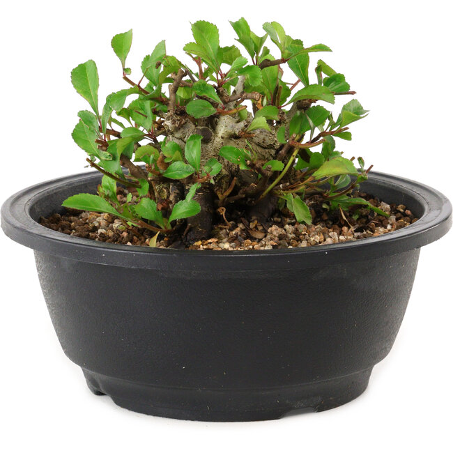 Chaenomeles speciosa, 10 cm, ± 25 years old
