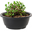 Chaenomeles speciosa, 10 cm, ± 25 years old