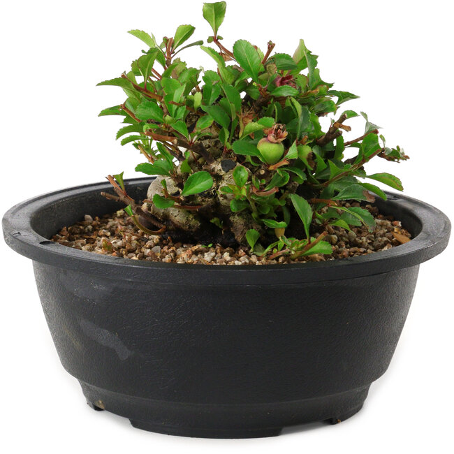 Chaenomeles speciosa, 10 cm, ± 25 years old