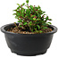 Chaenomeles speciosa, 10 cm, ± 25 years old