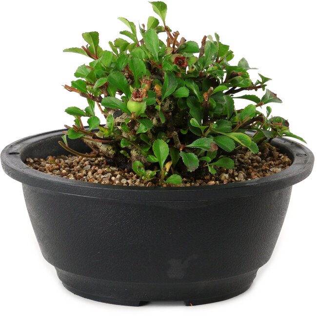 Chaenomeles speciosa, 10 cm, ± 25 years old