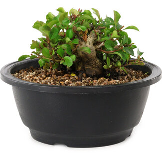 Chaenomeles speciosa, 10 cm, ± 25 years old