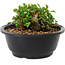 Chaenomeles speciosa, 10 cm, ± 25 years old