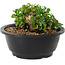 Chaenomeles speciosa, 10 cm, ± 25 years old