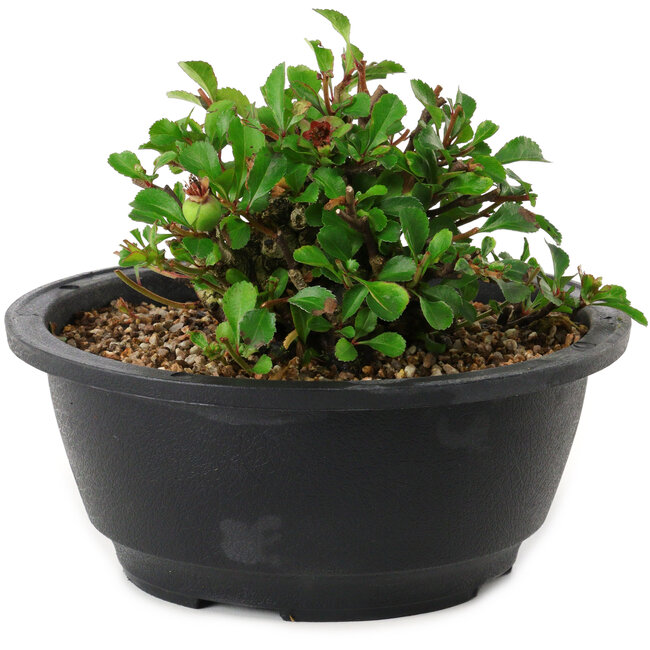 Chaenomeles speciosa, 10 cm, ± 25 years old