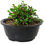 Chaenomeles speciosa, 10 cm, ± 25 years old