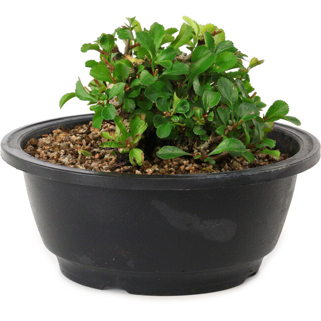 Chaenomeles speciosa, 10 cm, ± 25 years old