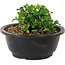 Chaenomeles speciosa, 10 cm, ± 25 years old