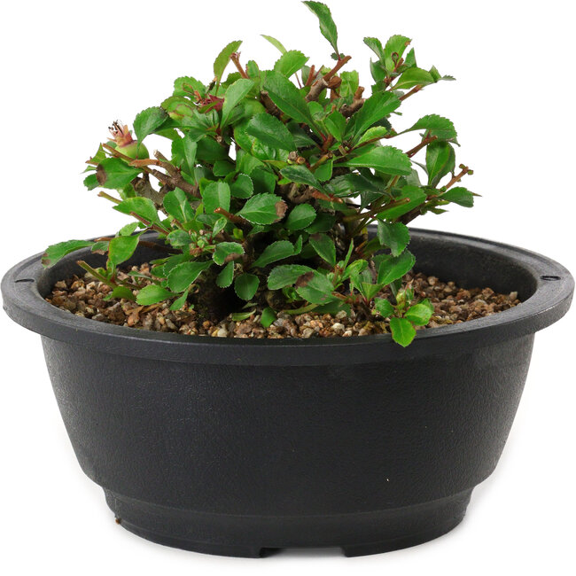 Chaenomeles speciosa, 10 cm, ± 25 years old
