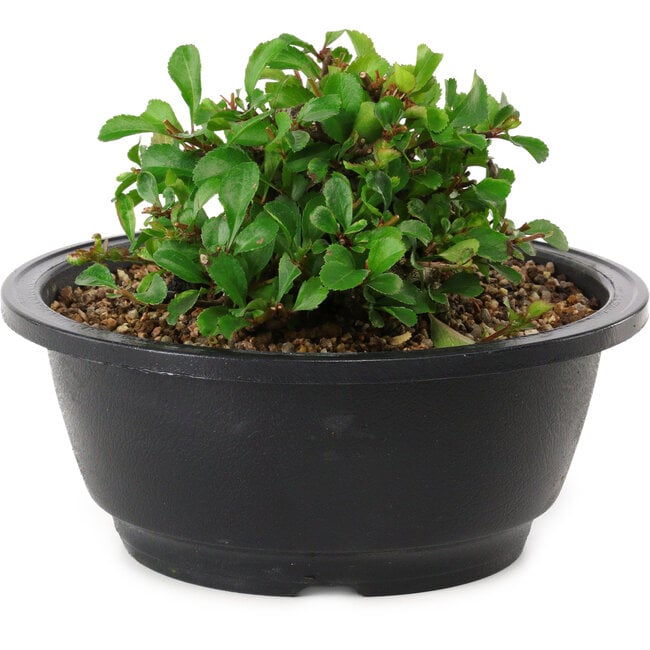 Chaenomeles speciosa, 10 cm, ± 25 jaar oud