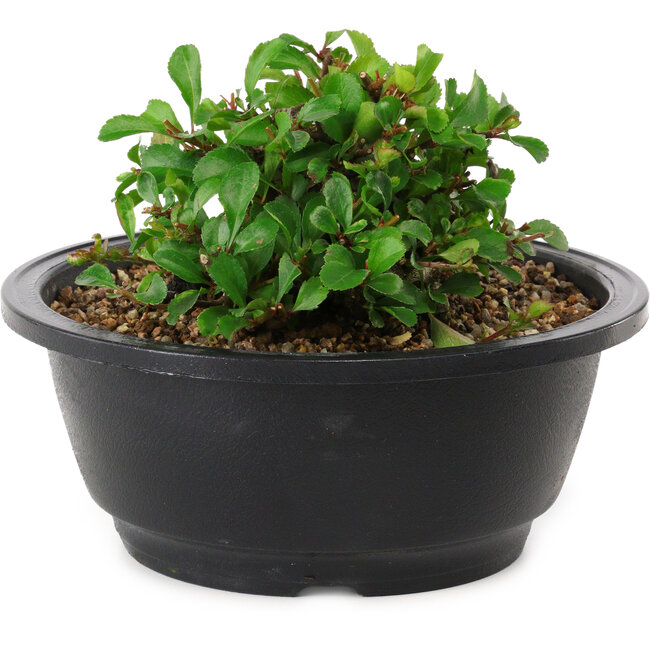 Chaenomeles speciosa, 10 cm, ± 25 years old