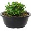 Chaenomeles speciosa, 10 cm, ± 25 years old