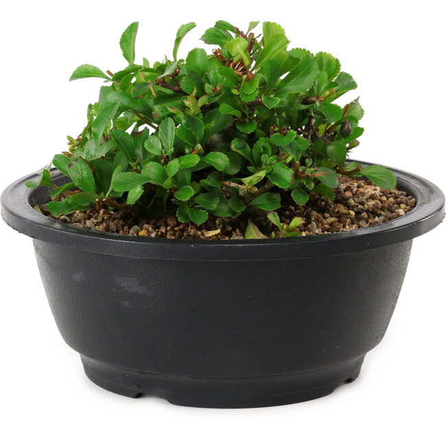 Chaenomeles speciosa, 10 cm, ± 25 years old